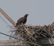 2016 06 11 WildLife MPLS 006